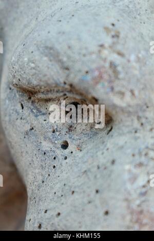 Nahaufnahme der einzelnen Auge von grauem Beton garten Lion, Garten ornamaent, die aussehen wie ein Drache. Stockfoto