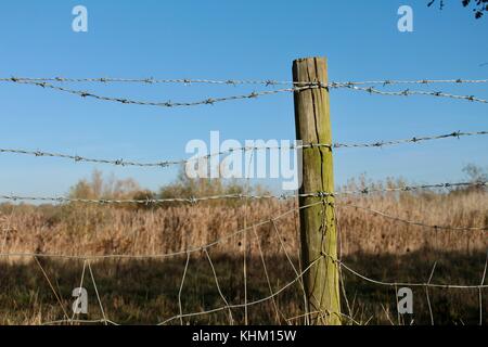 Alte landwirtschaftliche Zäune mit verwitterten Holzpfosten, drei Stränge Stacheldraht über quadratischen Draht Zäune, Schilf im Hintergrund. Stockfoto