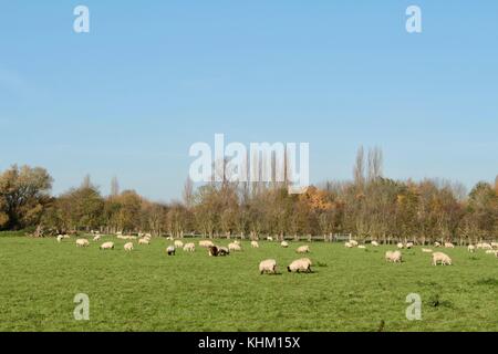 Große Herde Schafe grasen auf einem flachen Feld mit Begrenzung der hölzernen Zaun und Bäume. Stockfoto