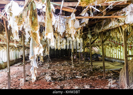 Innenraum der alten, verlassenen Huhn Haus zerstört Stockfoto