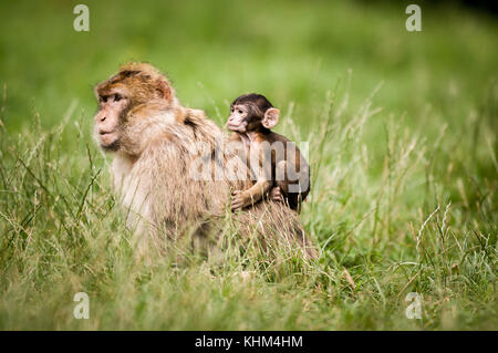 Eine einzelne barbary macaque Durchführung einer jungen Baby Makaken bei trentham Monkey Forest, Stoke on Trent, England, Großbritannien Stockfoto