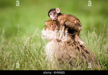 Eine einzelne barbary macaque Durchführung einer jungen Baby Makaken bei trentham Monkey Forest, Stoke on Trent, England, Großbritannien Stockfoto