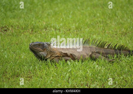 Großen Leguan Wandern auf grünem Gras. Nationalpark Tortuguero in Costa Rica. Stockfoto