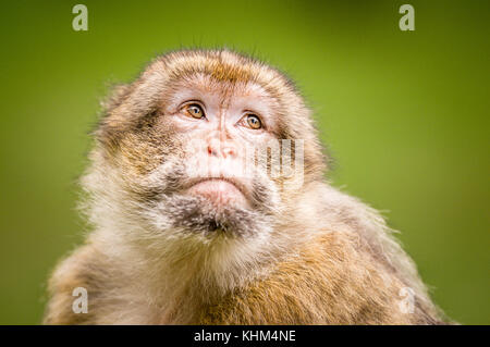 Eine einzelne barbary Macaque an trentham Monkey Forest Stockfoto