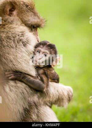 Eine einzelne barbary macaque Durchführung einer jungen Baby Makaken bei trentham Monkey Forest, Stoke on Trent, England, Großbritannien Stockfoto