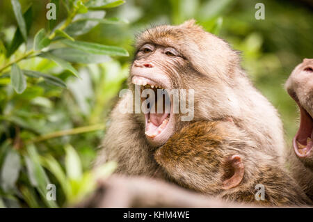 Ein barbary Macaque an tretham Monkey Forest lachen, Stoke on Trent, England, Großbritannien Stockfoto