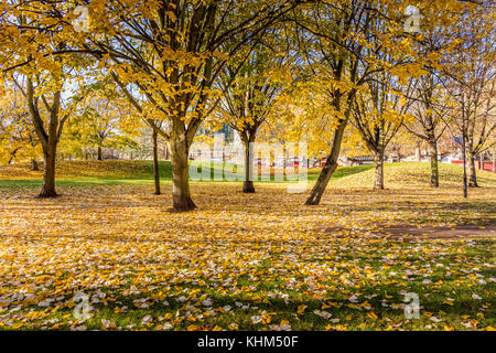 Bäume im Vauxhall Gärten im Herbst Stockfoto