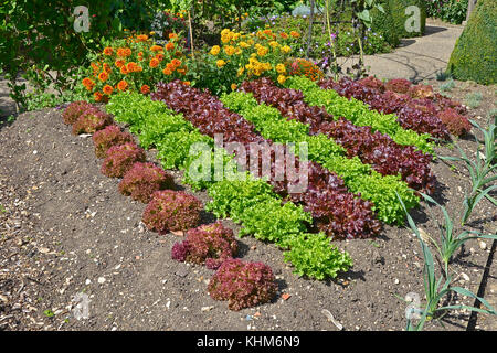 Sorten von Kopfsalat einschließlich Red Leaf romaine in einem Gemüsegarten wachsen Stockfoto