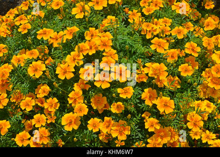 Nahaufnahme der Blüte Grenze mit ignata der Tagetes pumila' und 'tangerine Juwel" Stockfoto