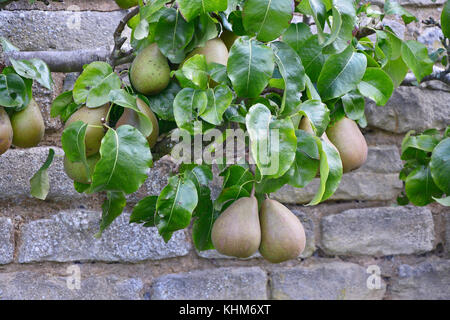 Genießbaren Birnen wächst awall in einem Gemüsegarten Stockfoto