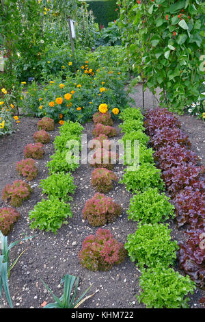 Sorten von Kopfsalat einschließlich Red Leaf romaine wächst in einem Gemüsegarten mit Blumen Stockfoto