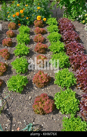 Sorten von Kopfsalat einschließlich Red Leaf romaine wächst in einem Gemüsegarten mit Blumen Stockfoto