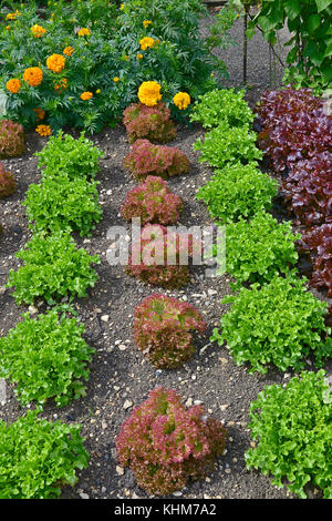 Anzeige der Sorten von Kopfsalat einschließlich Red Leaf romaine wächst in einem Gemüsegarten mit Blumen Stockfoto