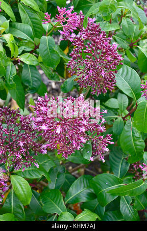 Nahaufnahme der seltene und extravagante Fuchsia arberecens in einem Land, Garten Stockfoto
