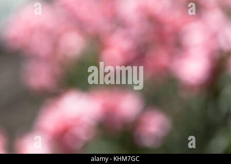 Pastellfarbenen defokussierten Rosa und Grün floral background (Kopie) Stockfoto