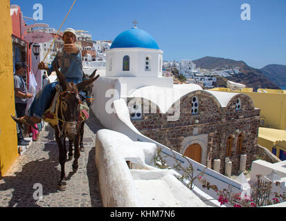 Lokaler Mann mit Eseln am Kraterrand, Oia, Santorin Insel, Kykladen, Ägäis, Griechenland Stockfoto