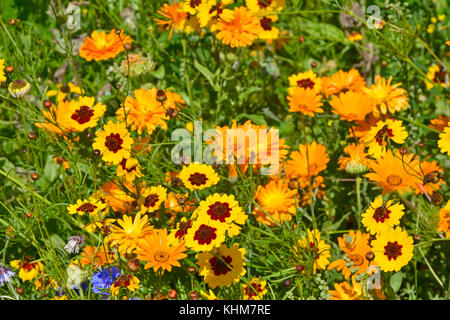 Eine goldene natürlich gepflanzt Blumenwiese mit coreopsis und Ringelblumen Stockfoto