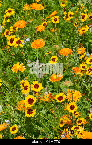 Eine goldene natürlich gepflanzt Blumenwiese mit coreopsis und Ringelblumen Stockfoto