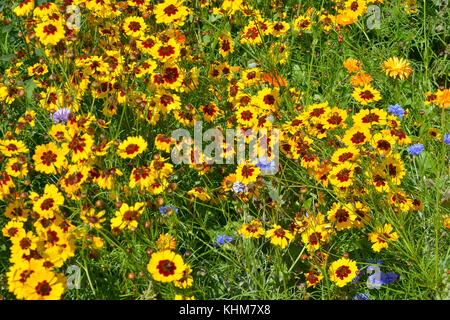 Eine goldene natürlich gepflanzt Blumenwiese mit coreopsis, Kornblumen, Ringelblumen Stockfoto