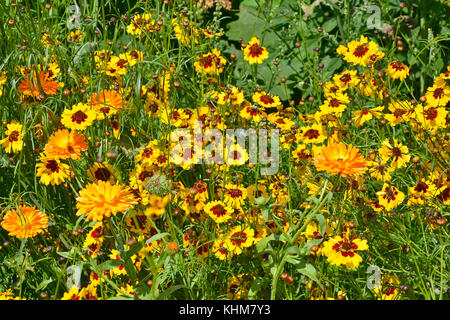 Eine goldene natürlich gepflanzt Blumenwiese mit coreopsis und Ringelblumen Stockfoto