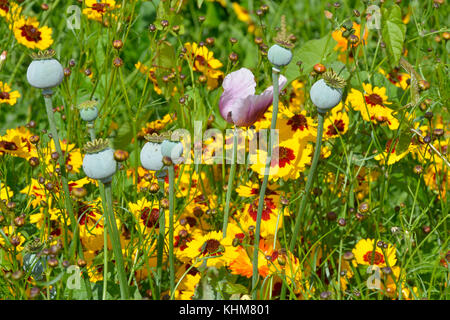 Eine Nahaufnahme von einem goldenen natürlich gepflanzt Blumenwiese mit coreopsis und Poppy Köpfe Stockfoto