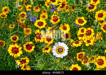 Eine goldene natürlich gepflanzt Blumenwiese mit coreopsis, Kornblumen Stockfoto