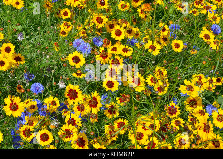 Eine goldene natürlich gepflanzt Blumenwiese mit coreopsis, Kornblumen, Ringelblumen Stockfoto