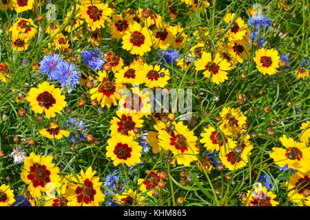 Eine goldene natürlich gepflanzt Blumenwiese mit coreopsis, Kornblumen, Ringelblumen Stockfoto