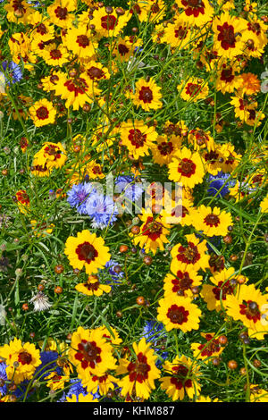 Eine goldene natürlich gepflanzt Blumenwiese mit coreopsis, Kornblumen, Ringelblumen Stockfoto