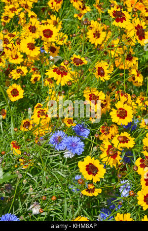 Eine goldene natürlich gepflanzt Blumenwiese mit coreopsis, Kornblumen, Ringelblumen Stockfoto