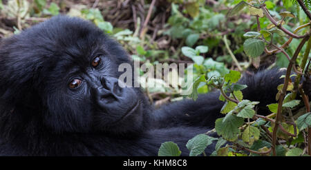 Baby Berggorilla in Ruanda Wald Stockfoto