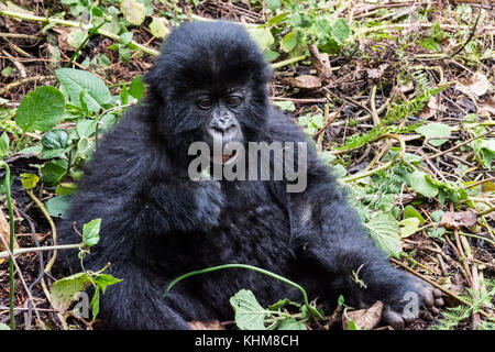 Baby Berggorilla in Ruanda Wald Stockfoto