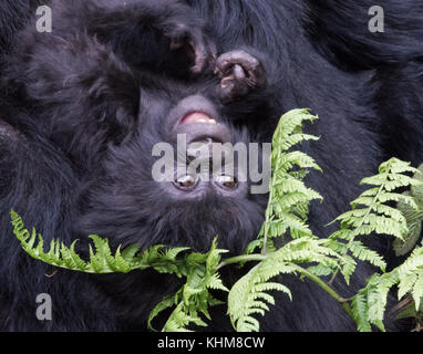 Baby Berggorilla in Ruanda Wald Stockfoto