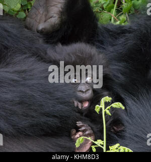 Baby Mountain Gorilla in Pablo Familie Gruppe Ruanda Stockfoto