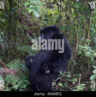 Baby Mountain Gorilla in Pablo Familie Gruppe Ruanda Stockfoto