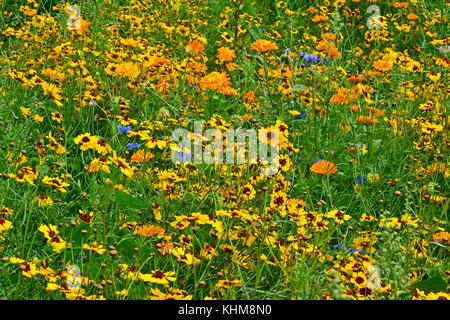 Einen goldenen und bunten natürlich gepflanzt Blumenwiese mit coreopsis, Kornblumen, Ringelblumen Stockfoto