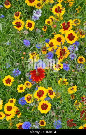 Eine goldene natürlich gepflanzt Blumenwiese mit coreopsis, Kornblumen, Ringelblumen Stockfoto