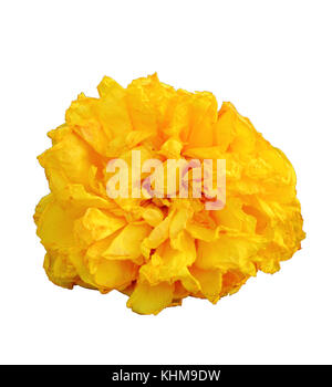 Gelbe Seide Baumwolle Blume auf weißem Hintergrund mit Freistellungspfad isoliert. Stockfoto