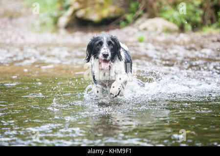 English Springer Spaniel genießen Exmoor Stockfoto