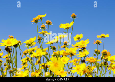 Karoo Namakwaland Daisy (gelb) Stockfoto