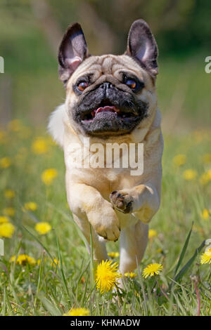 Pug in einem Löwenzahn Wiese, Deutschland, Europa Stockfoto