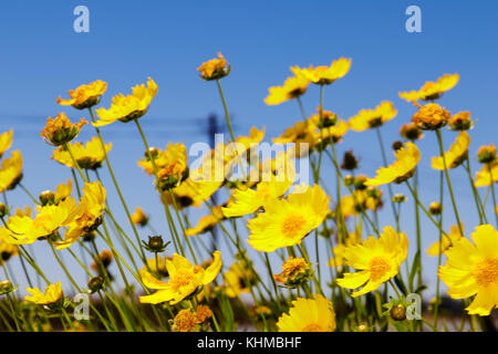 Karoo Namakwaland Daisy (gelb) Stockfoto