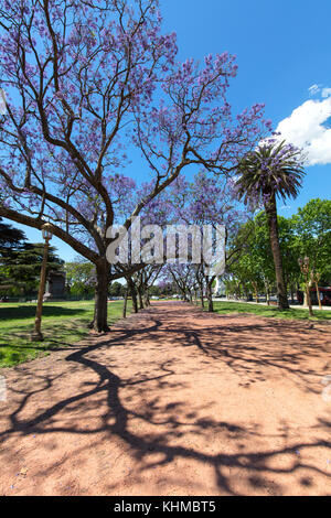 Jacaranda Bäume im Frühling in den "Palermo Woods". Buenos Aires, Argentinien. Stockfoto