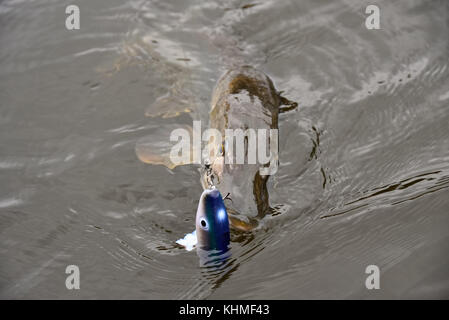 Frisch gefangener Nordhecht von einem Sportfischer, der mit Hooked schwimmt Blau und mit Paddletail Hecht Jig in seinem Mund auf Ende Oktober wolkiger Tag am Th Stockfoto