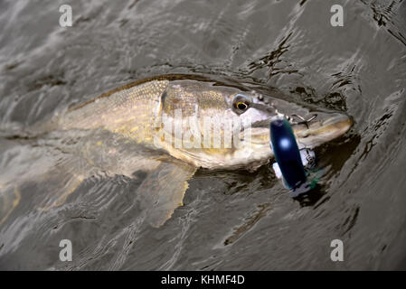 Frisch gefangener Nordhecht von einem Sportfischer, der mit Hooked schwimmt Blau und mit Paddletail Hecht Jig in seinem Mund auf Ende Oktober wolkiger Tag am Th Stockfoto