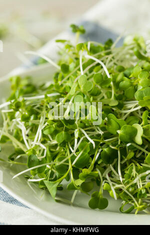 Gesunde Rohstoffe organische microgreens Einsatzbereit Stockfoto