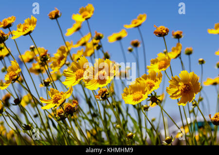 Karoo Namakwaland Daisy (gelb) Stockfoto