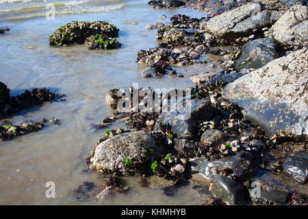 Sehenswürdigkeiten entlang der Strand in einer abgeschiedenen Bucht, Südinsel, Neuseeland: Cluster, der riesige grüne - geschält Miesmuscheln (Perna Canaliculus) wachsen auf den Felsen. Stockfoto