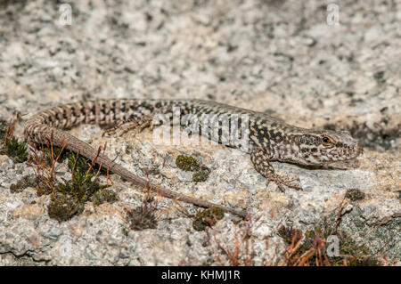 Nahaufnahme einer gemeinsamen Wand Eidechse (Podarcis muralis) auf einem Felsen, Andorra Stockfoto