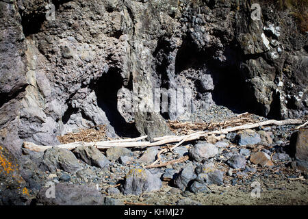 Sehenswürdigkeiten entlang der Strand in einer abgeschiedenen Bucht, Südinsel, Neuseeland: Höhlen in der robusten, vulkanischen Felsen. Stockfoto